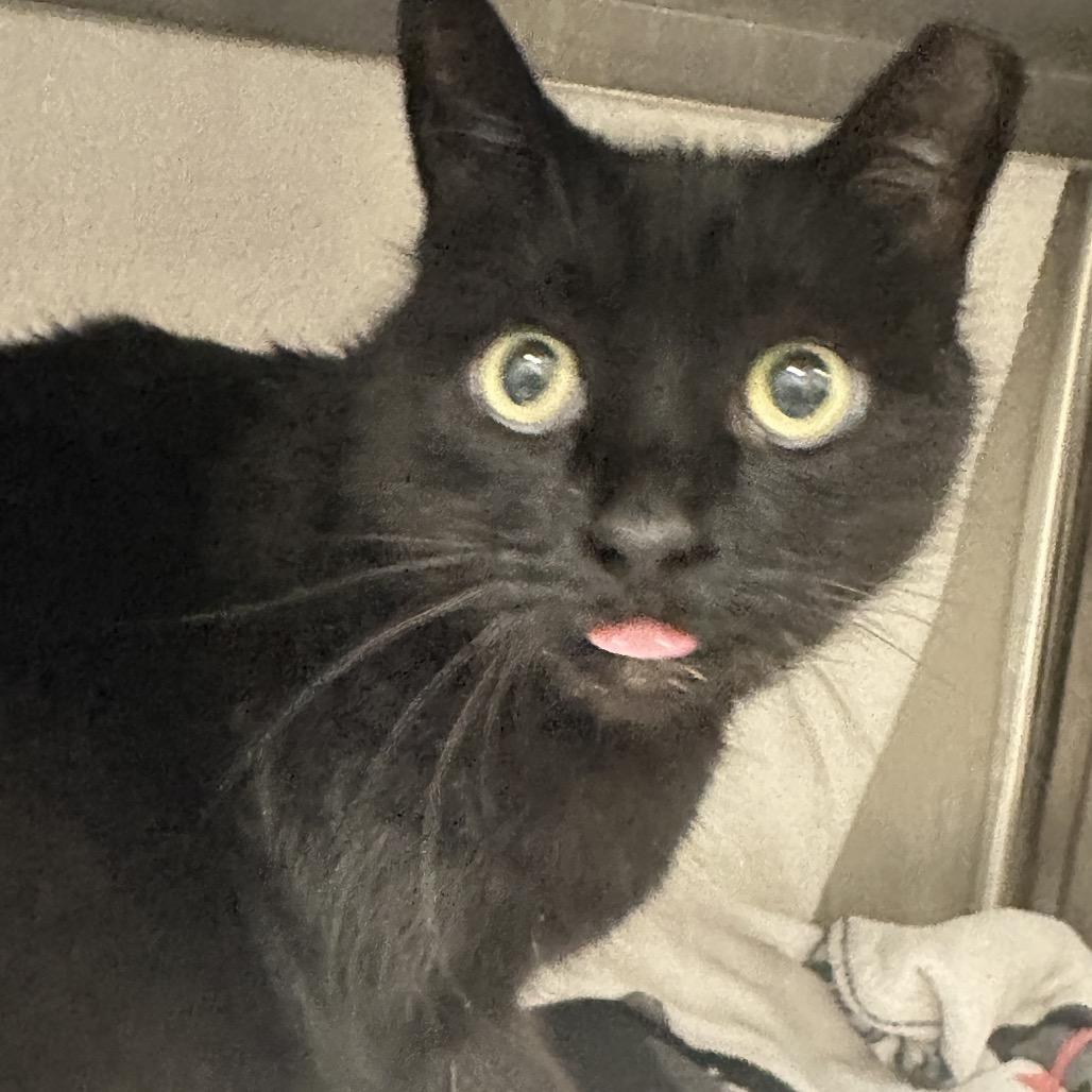 Kitty, a Adoptable Domestic Short Hair in Franklin, TN image 1/2