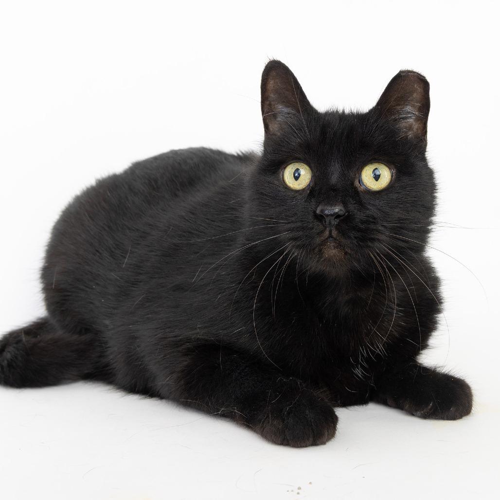 Kitty, a Adoptable Domestic Short Hair in Franklin, TN image 2/2