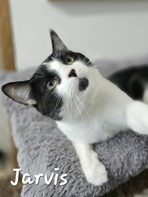 Enlarge Jarvis , a ADOPTABLE Domestic Short Hair in Chilliwack, BC image 1/1