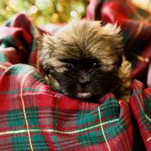 Ivy, Adoptable, Puppy Female Shih Tzu.