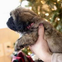 Enlarge Ivy, a Adoptable Shih Tzu in Hillsborough , NC image 2/2