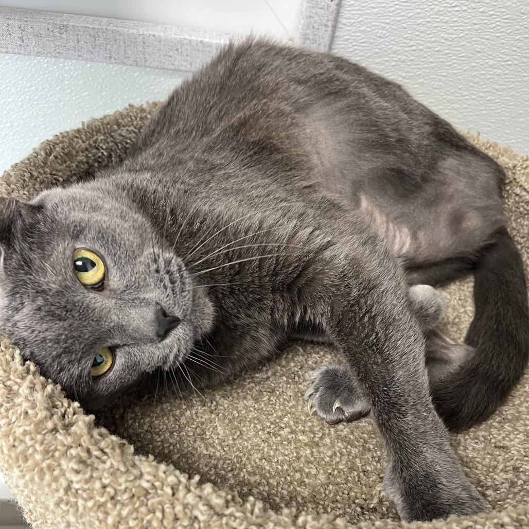 Enlarge Theodore, a Adoptable Domestic Short Hair in St. Helena, CA image 1/4