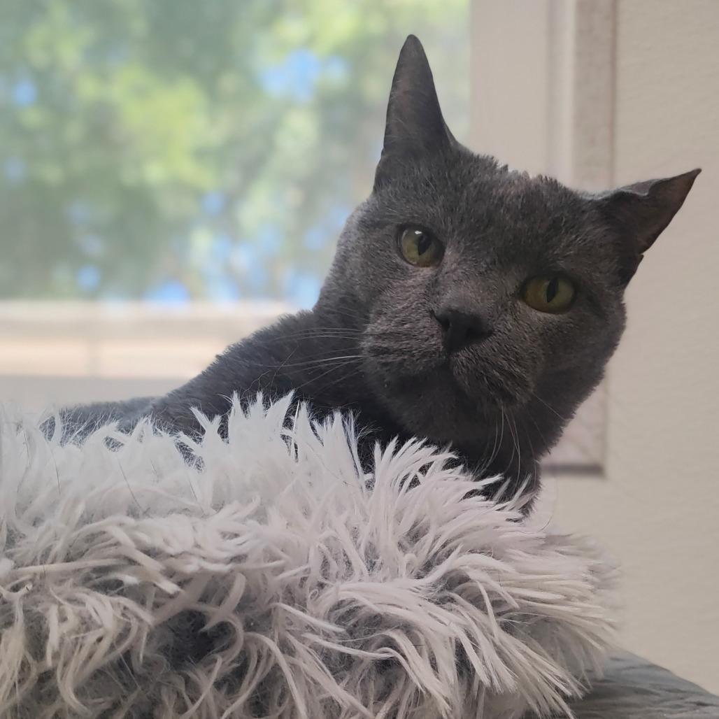 Enlarge Theodore, a Adoptable Domestic Short Hair in St. Helena, CA image 3/4