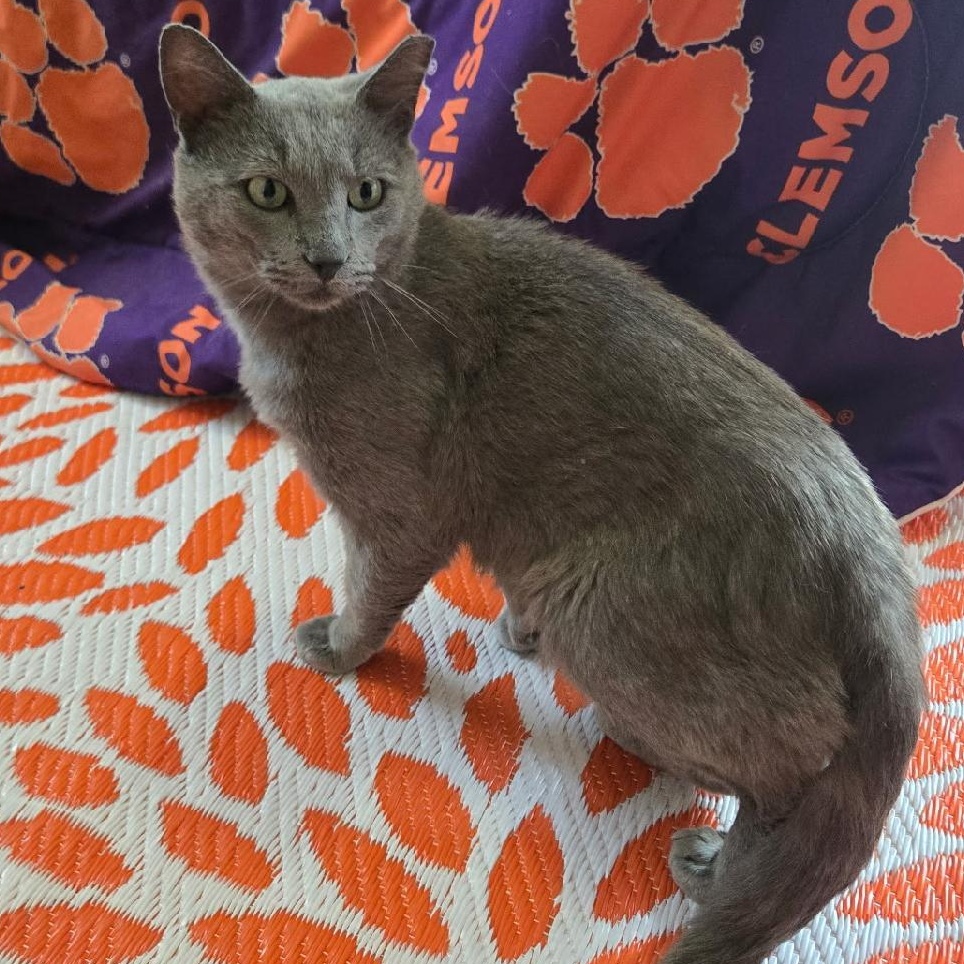 Smokey, adopted, Adult Male Russian Blue.