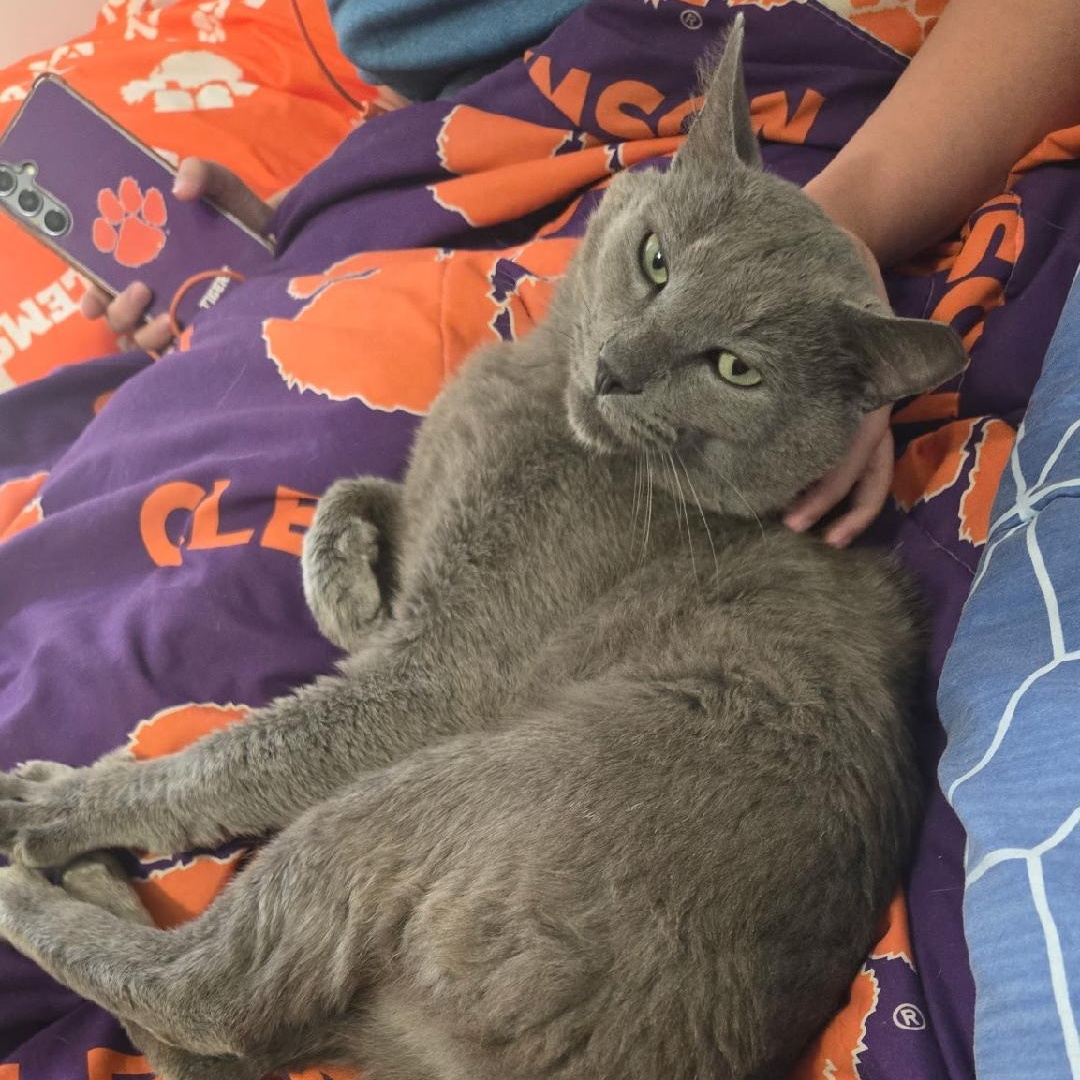 Enlarge Smokey, an adopted mixed breed in Gastonia, NC image 4/6