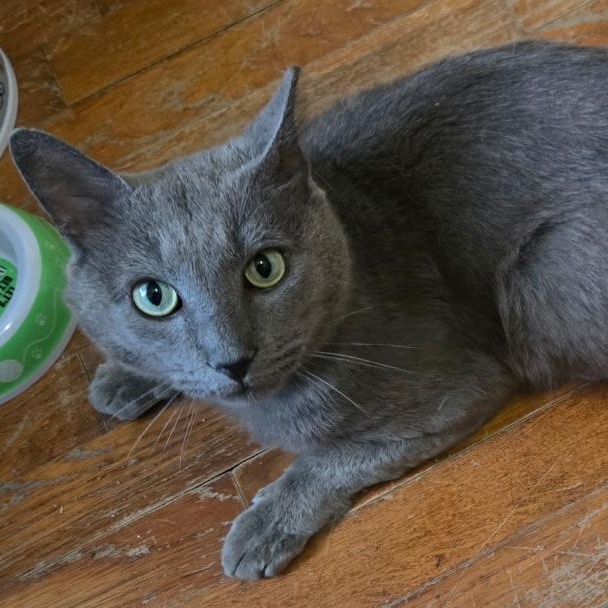 Enlarge Smokey, an adopted mixed breed in Gastonia, NC image 2/6
