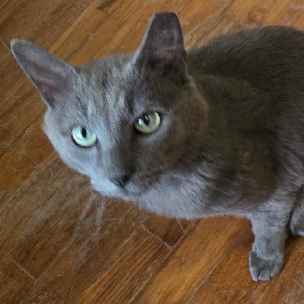 Enlarge Smokey, an adopted mixed breed in Gastonia, NC image 3/6