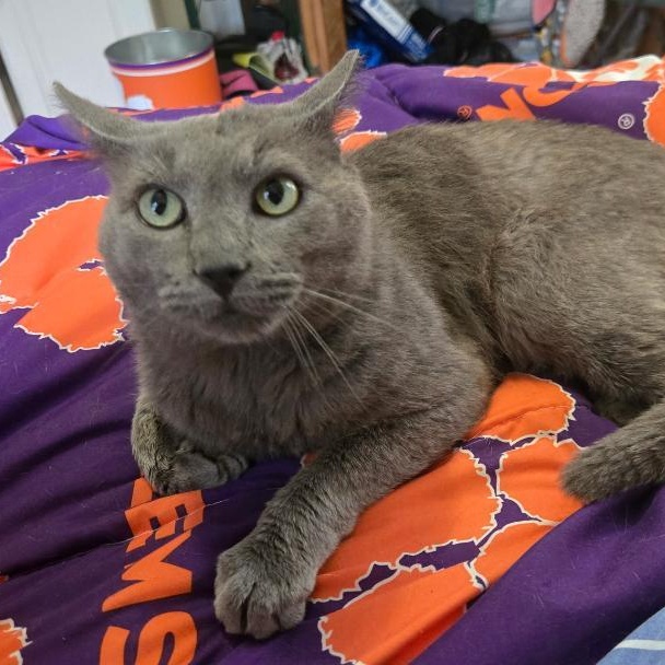 Enlarge Smokey, an adopted mixed breed in Gastonia, NC image 5/6