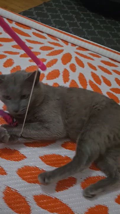 Enlarge Smokey, an adopted mixed breed in Gastonia, NC video 6/6