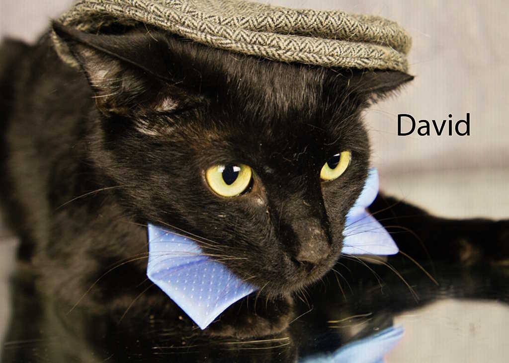 David, Adoptable, Adult Male Domestic Short Hair.