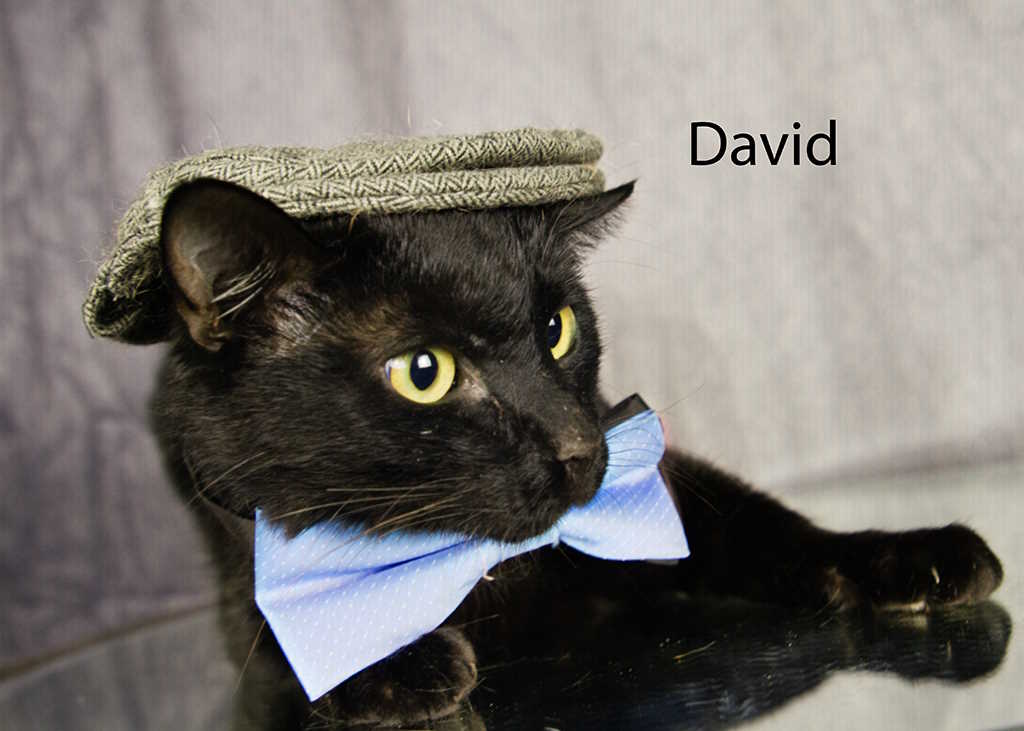 Enlarge David, a Adoptable Domestic Short Hair in York, NE image 2/4