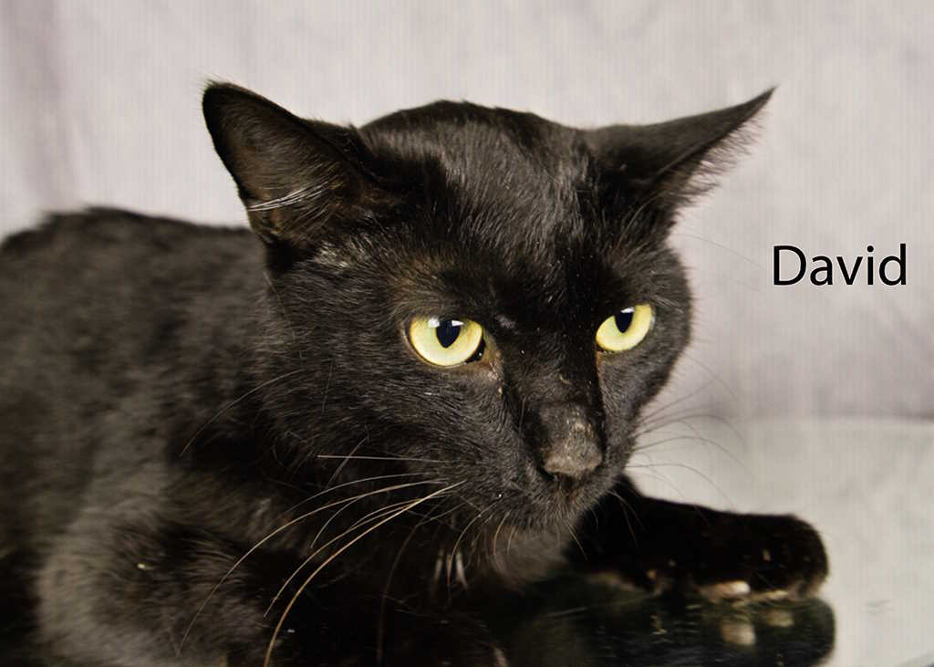 Enlarge David, a Adoptable Domestic Short Hair in York, NE image 3/4