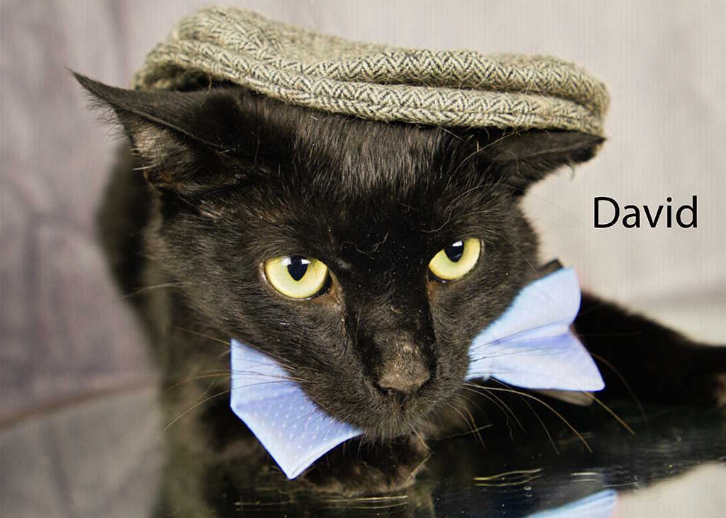 Enlarge David, a Adoptable Domestic Short Hair in York, NE image 4/4