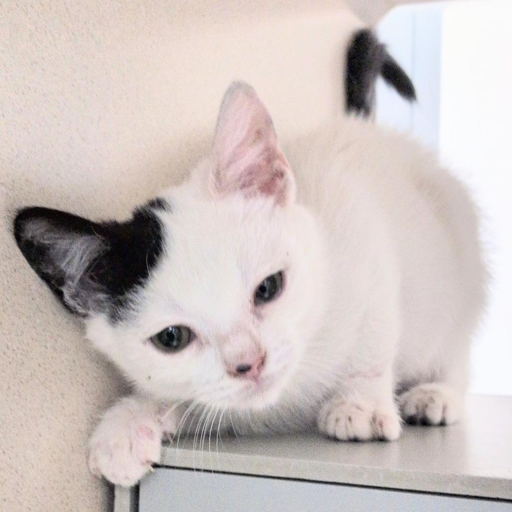 Wyatt Earp, Adoptable, Kitten Male Domestic Short Hair.