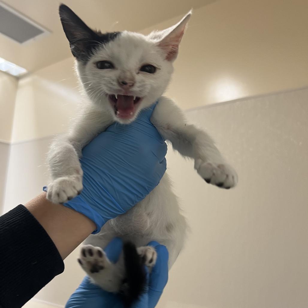 Enlarge Wyatt Earp, a Adoptable Domestic Short Hair in Reno, NV image 2/2