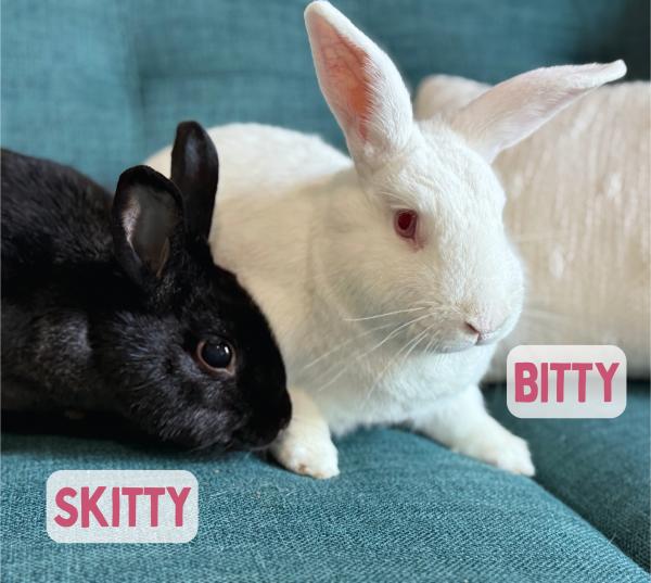 Bitty, Adoptable, Adult Female New Zealand.