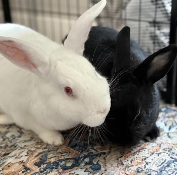 Enlarge Bitty, a Adoptable New Zealand in Kalamazoo, MI image 3/6