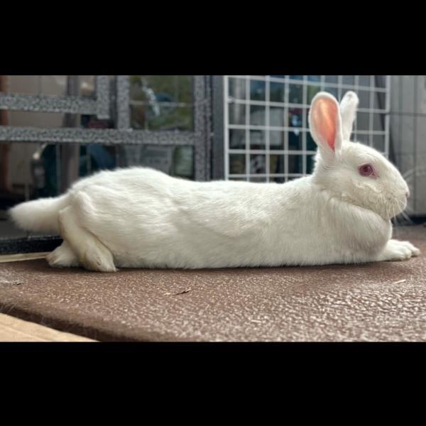 Enlarge Bitty, a Adoptable New Zealand in Kalamazoo, MI image 4/6