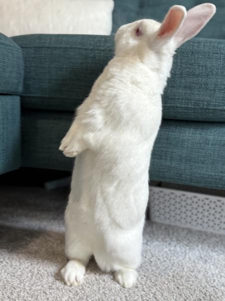 Enlarge Bitty, a Adoptable New Zealand in Kalamazoo, MI image 5/6