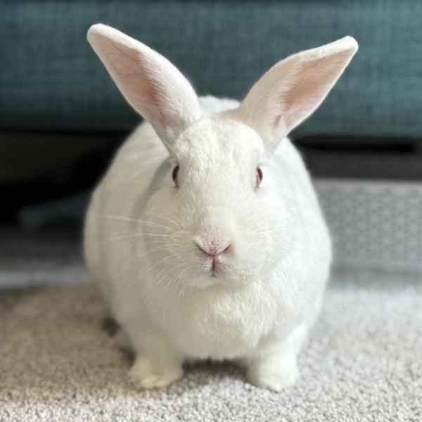 Enlarge Bitty, a Adoptable New Zealand in Kalamazoo, MI image 6/6