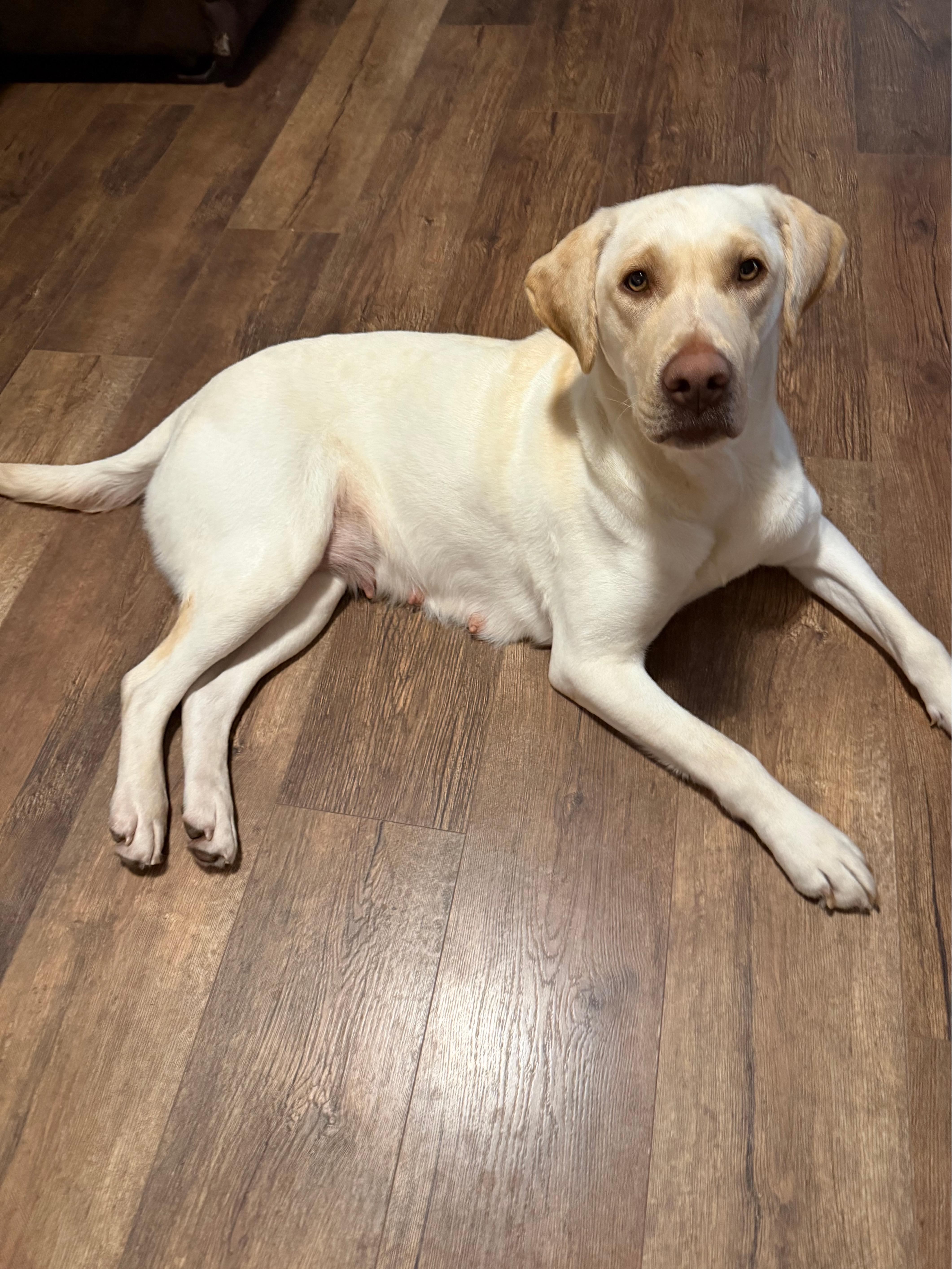 Sparky #3697, Adoptable, Young Female Yellow Labrador Retriever.