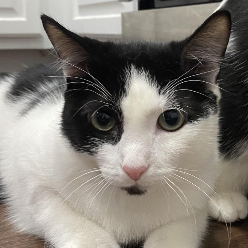 Enlarge Little Beauties- Cynthy, a Adoptable Domestic Short Hair in Fairfax, VA image 2/2