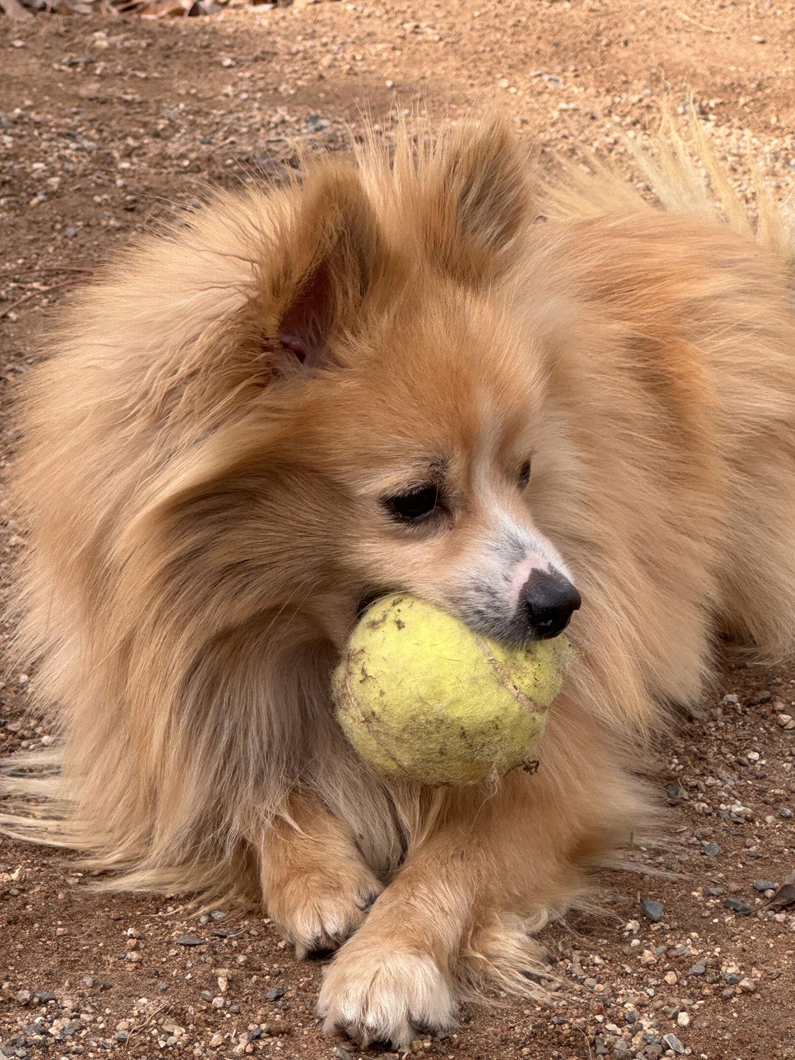 Pom Cruise, Adoptable, Young Male Pomeranian.