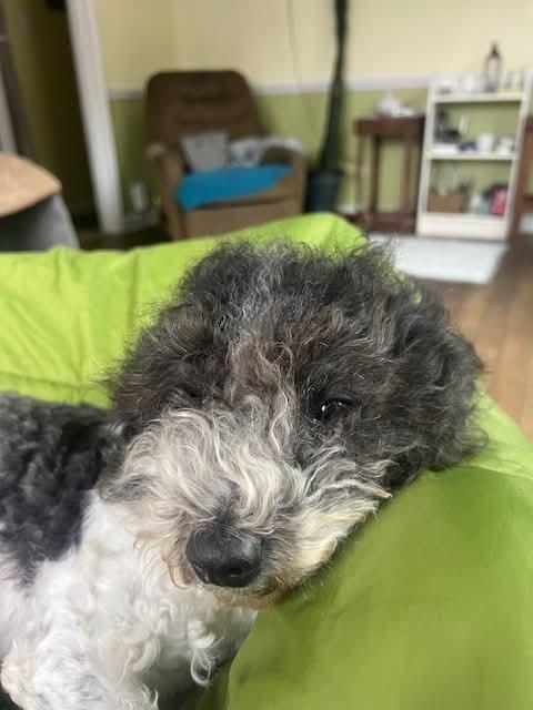 Enlarge Atena, an adopted mixed breed in Portland, ME image 5/5