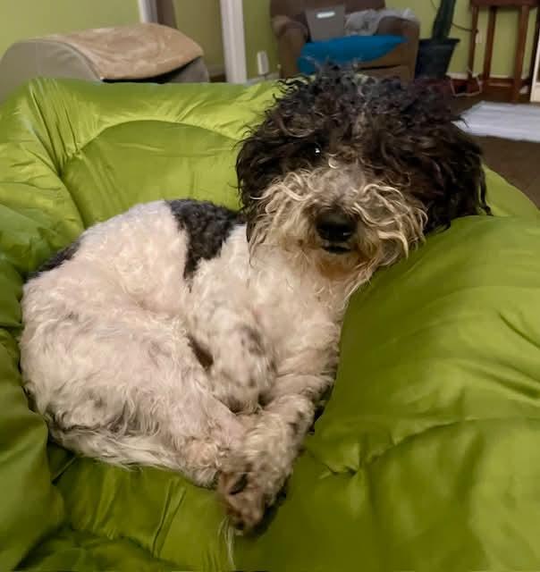 Enlarge Atena, an adopted mixed breed in Portland, ME image 1/5