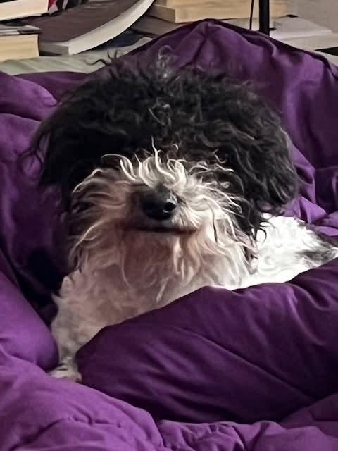 Enlarge Atena, an adopted mixed breed in Portland, ME image 3/5