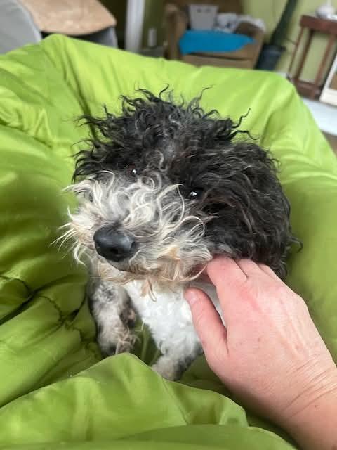 Enlarge Atena, an adopted mixed breed in Portland, ME image 4/5