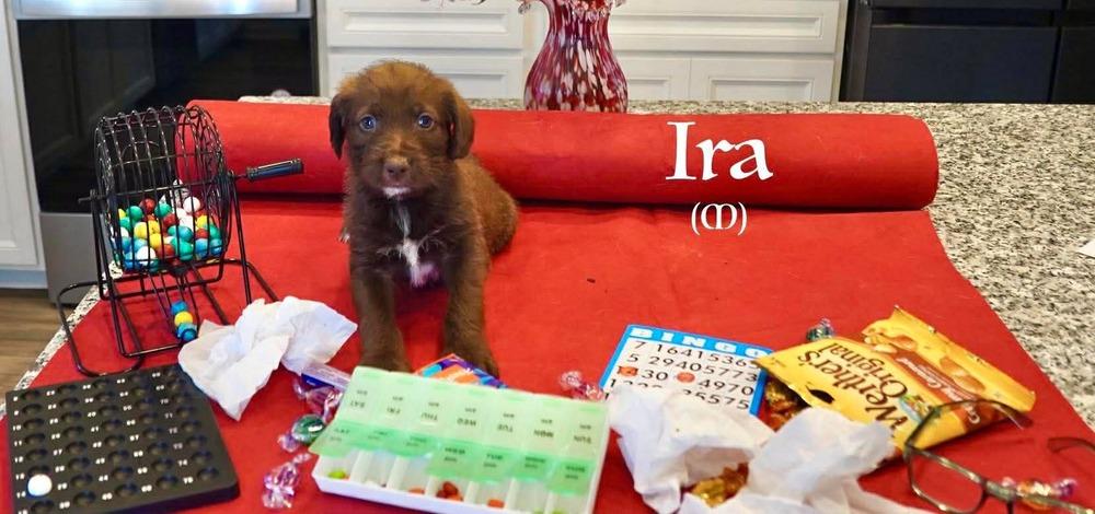 Enlarge Ira (Mildred's Litter), a Adoptable mixed breed in New Albany, OH image 1/1