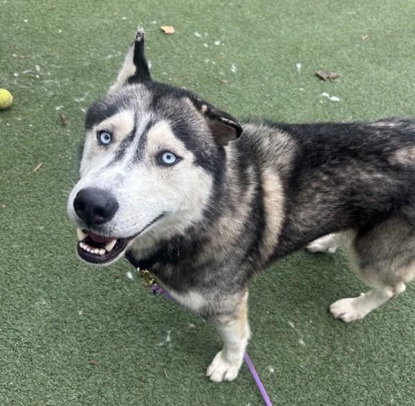 Kip, Adoptable, Adult Male Siberian Husky.