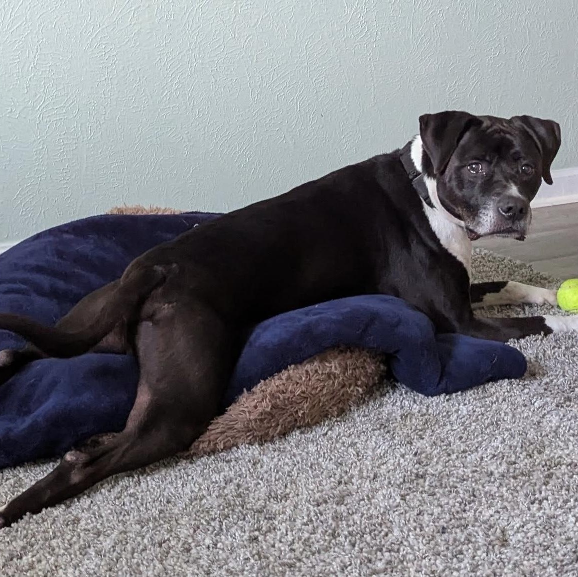 Socks, a Adoptable mixed breed in Washington, PA image 2/6