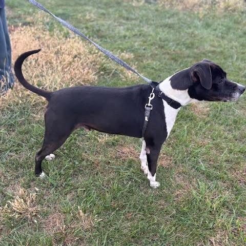 Socks, a Adoptable mixed breed in Washington, PA image 5/6