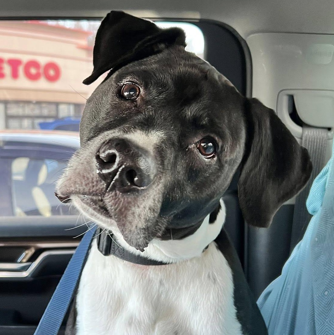 Enlarge Socks, a Adoptable mixed breed in Washington, PA image 1/6