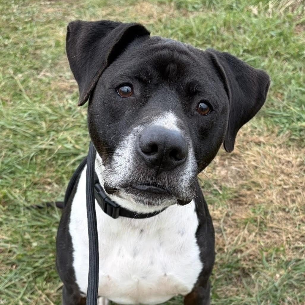 Socks, Adoptable, Adult Male American Staffordshire Terrier.