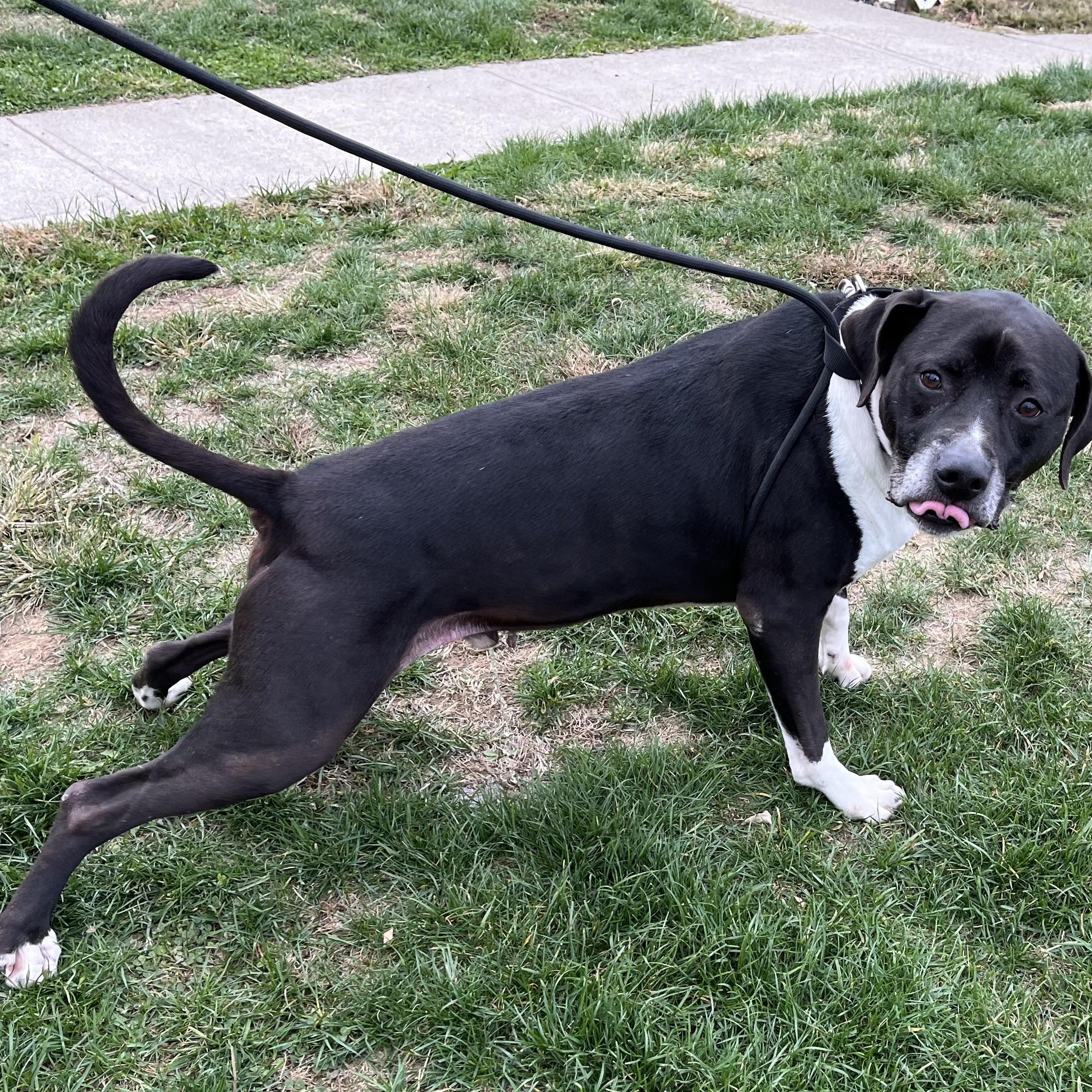 Socks, a Adoptable mixed breed in Washington, PA image 6/6