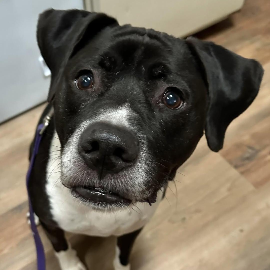 Socks, Adoptable, Adult Male American Staffordshire Terrier.