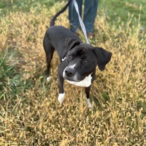 Socks, a Adoptable mixed breed in Washington, PA image 4/6