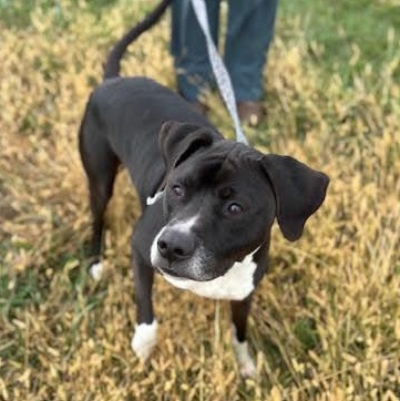 Enlarge Socks, a Adoptable mixed breed in Washington, PA image 4/6