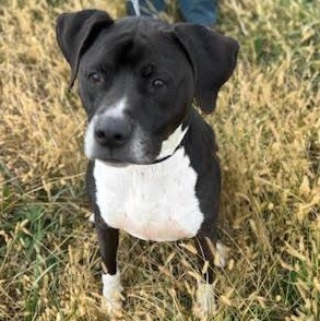 Enlarge Socks, a Adoptable mixed breed in Washington, PA image 3/6