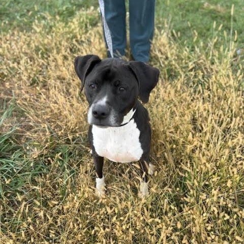 Socks, a Adoptable mixed breed in Washington, PA image 3/6