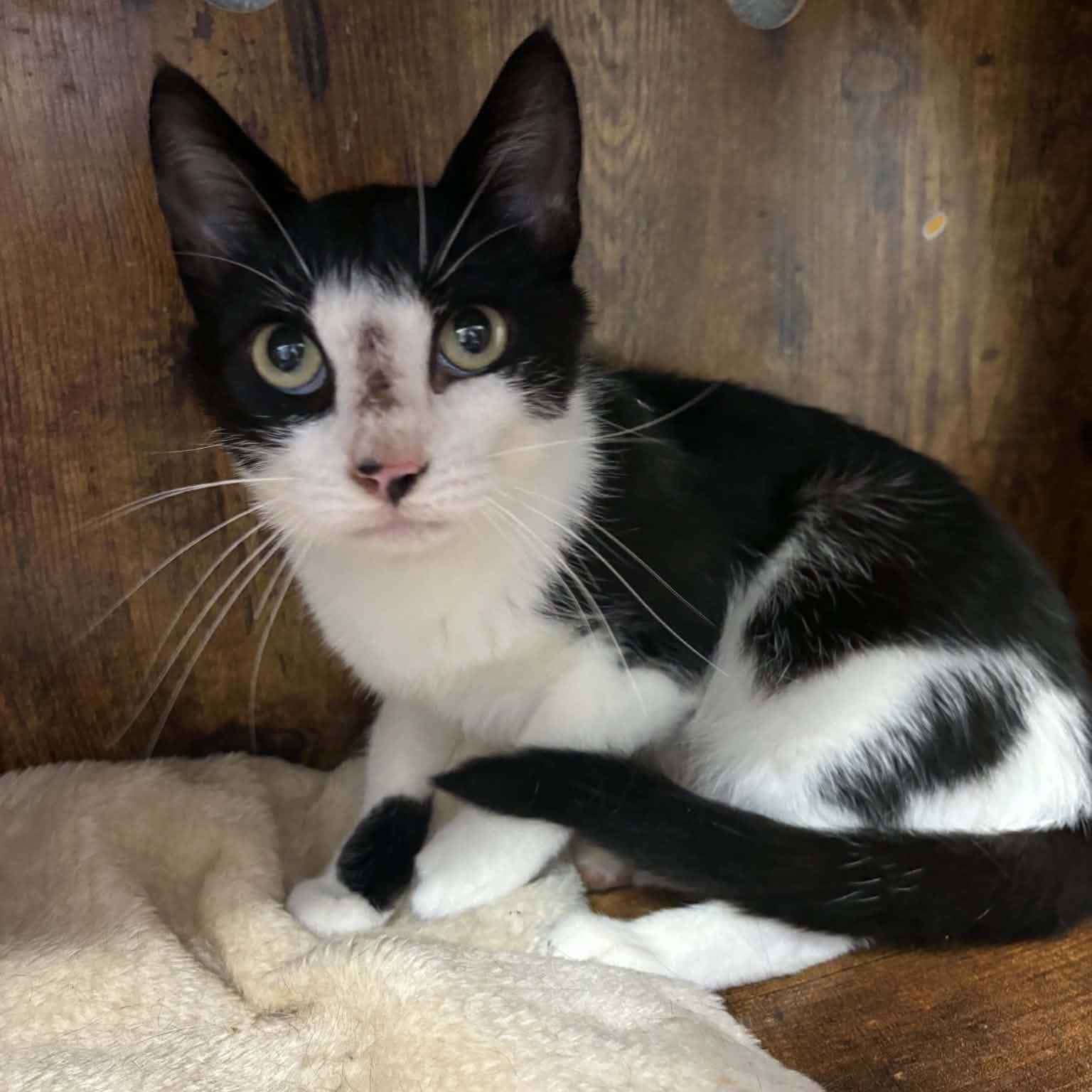 Enlarge Dora, a ADOPTABLE Domestic Short Hair in Fall River, MA image 1/1