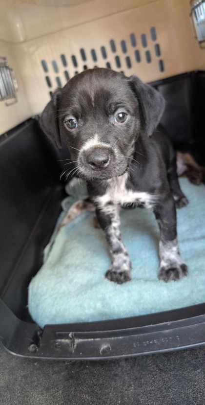 Buster photo 2