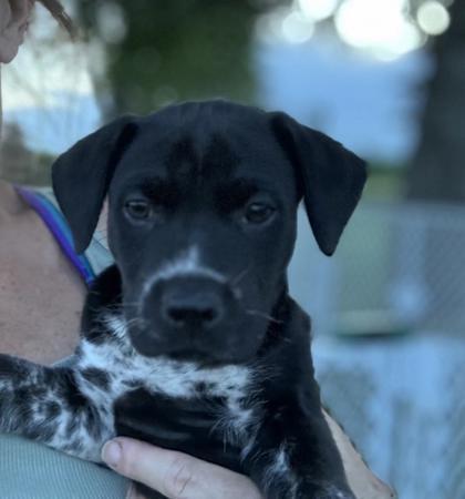 Buster, Baby Male Mixed Breed
