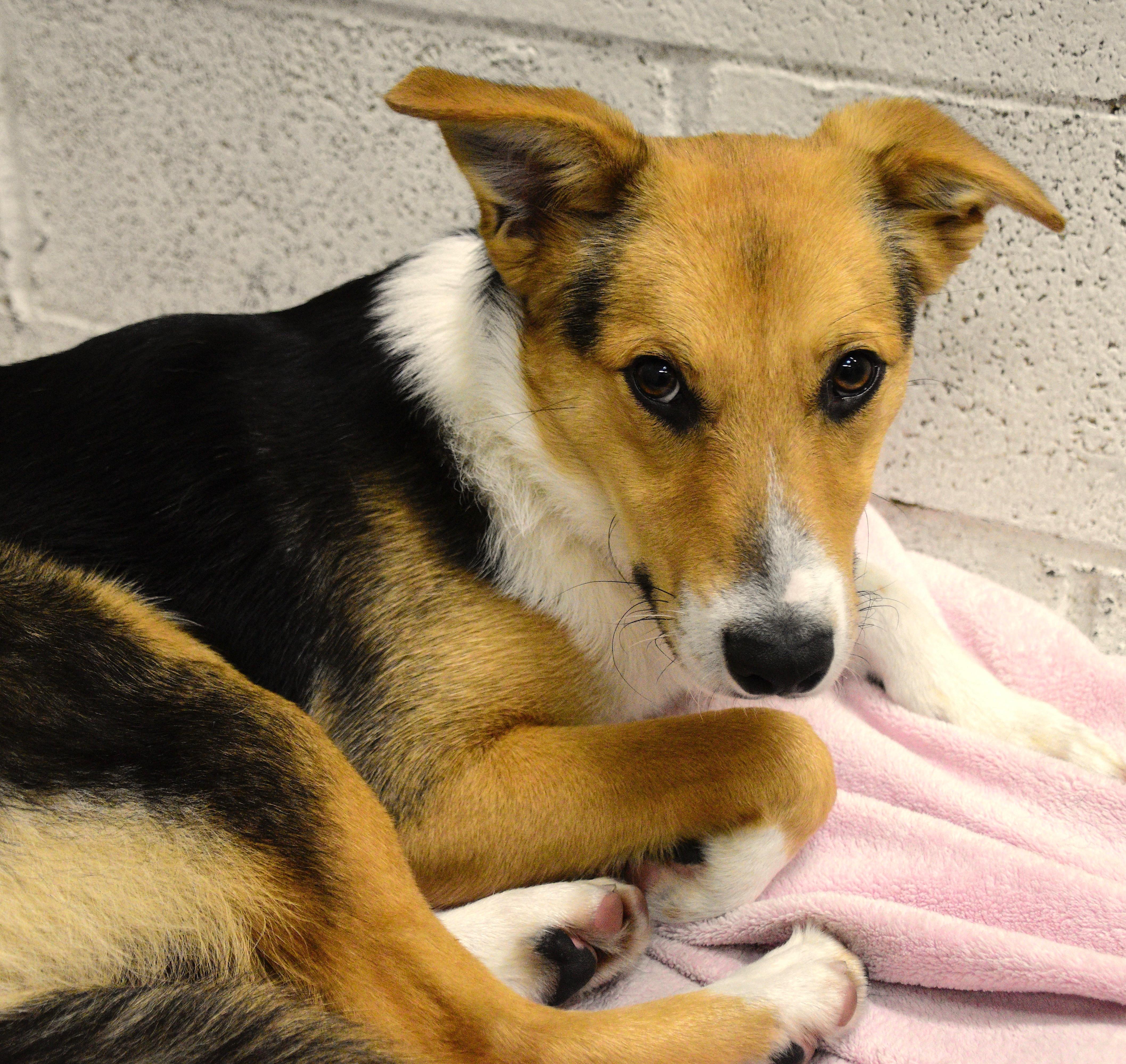 Beauty, a Adoptable Mixed Breed in Beacon, NY image 2/6
