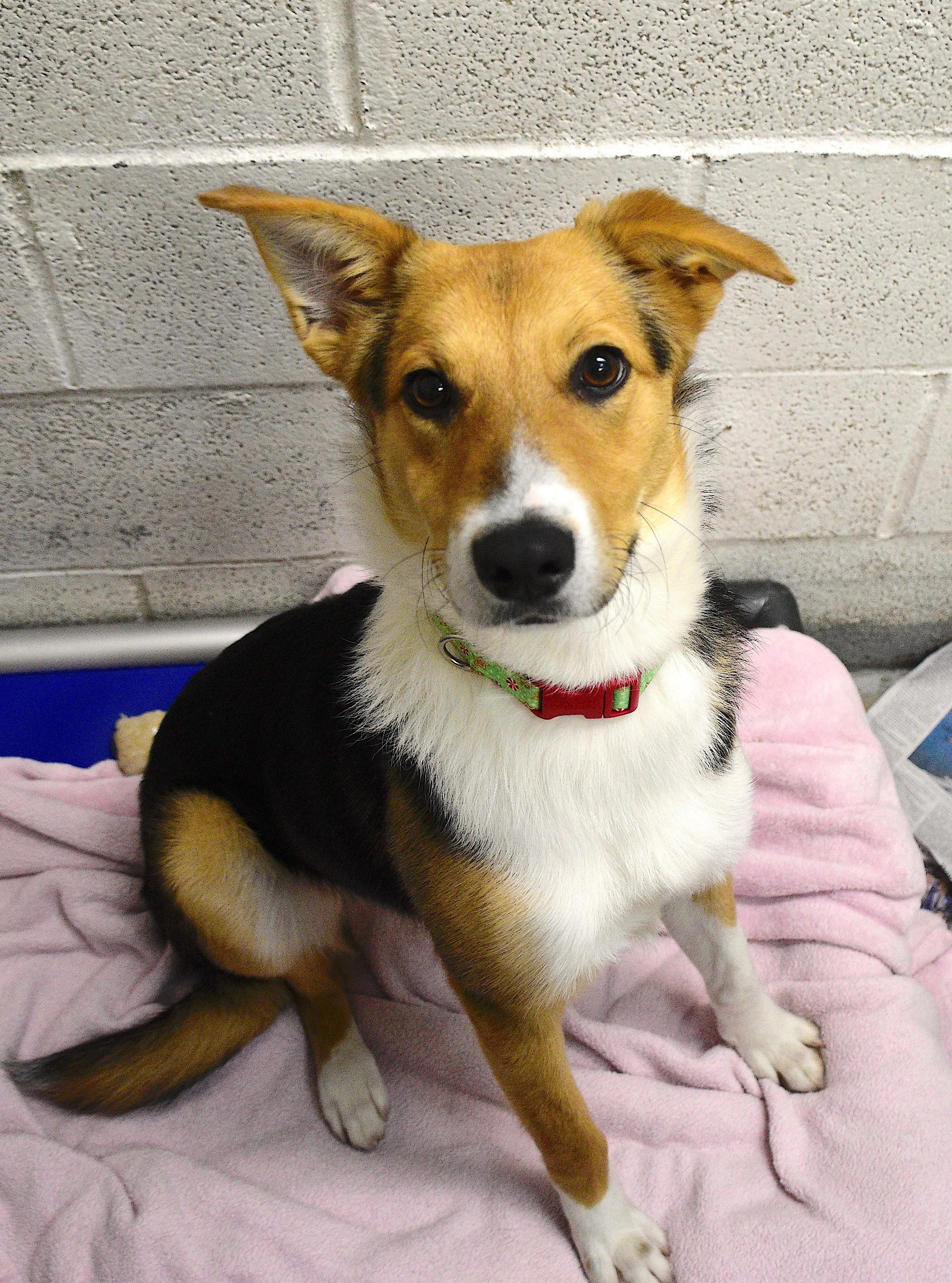 Beauty, Adoptable, Young Female Mixed Breed.