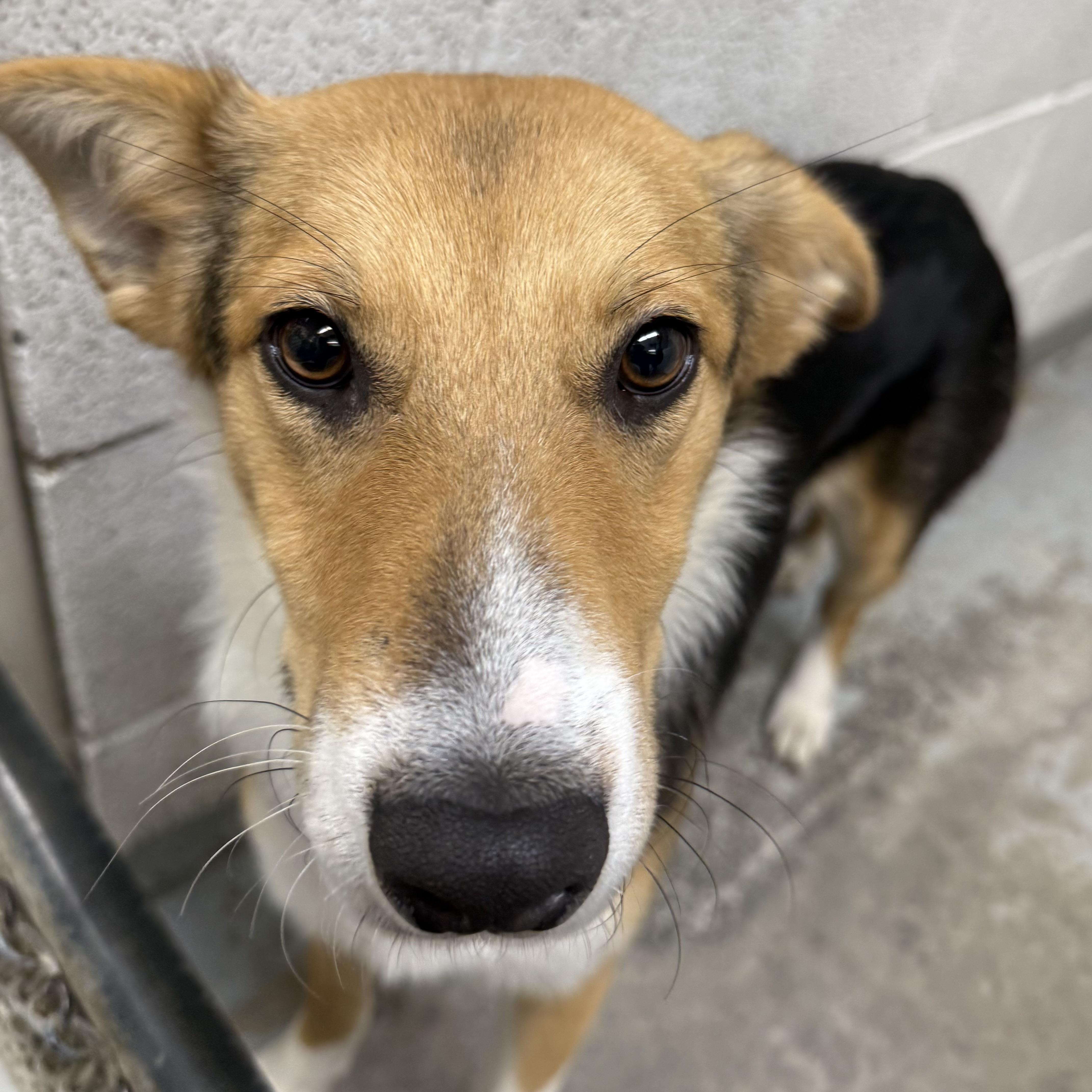 Beauty, a Adoptable Mixed Breed in Beacon, NY image 6/6