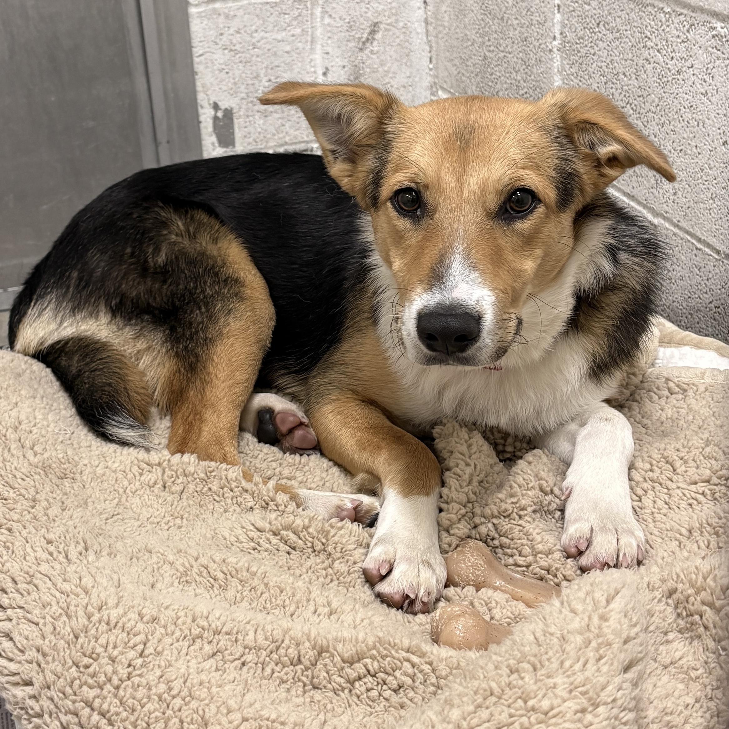Beauty, a Adoptable Mixed Breed in Beacon, NY image 3/6